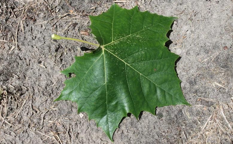 Figure 3. Leaf - Platanus occidentalis: sycamore