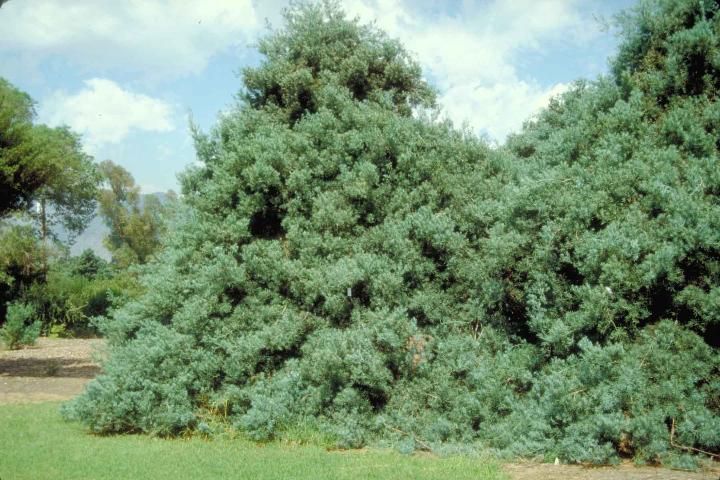 Figure 1. Middle-aged Podocarpus falcatus: Podocarpus