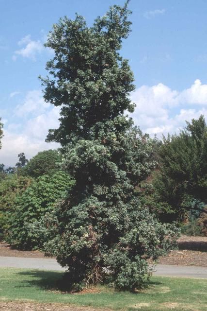 Figure 1. Mature Podocarpus latifolius: Podocarpus