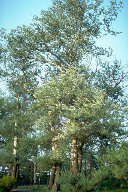 Figure 1. Middle-aged Populus alba: White Poplar