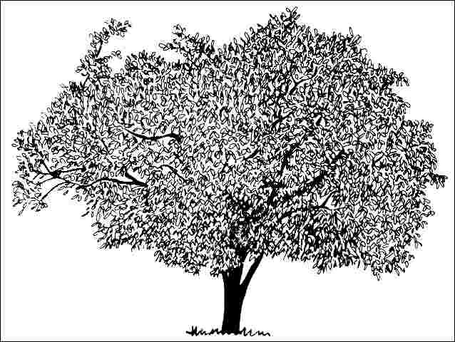 Figure 1. Mature Prunus x 'Hally Jolivette': Hally Jolivette Cherry