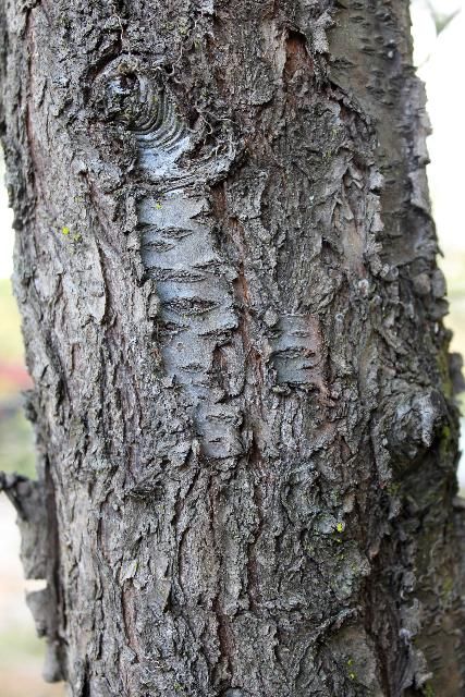 Figure 6. Bark, Mature - angustifolia: Chickasaw plum