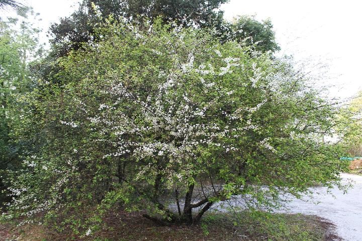 Figure 1. Full Form - angustifolia: Chickasaw plum