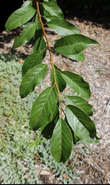 Figure 3. Leaf - angustifolia: Chickasaw plum