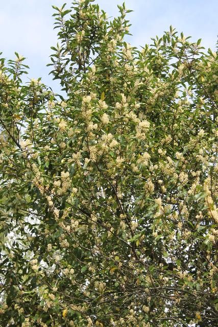 Figure 3. Canopy - Prunus caroliniana: cherry-laurel