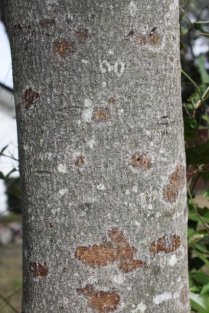 Figure 7. Bark - Prunus caroliniana: cherry-laurel