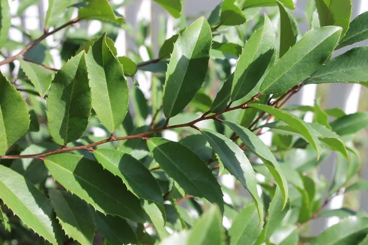 Figure 4. Leaf - Prunus caroliniana: cherry-laurel