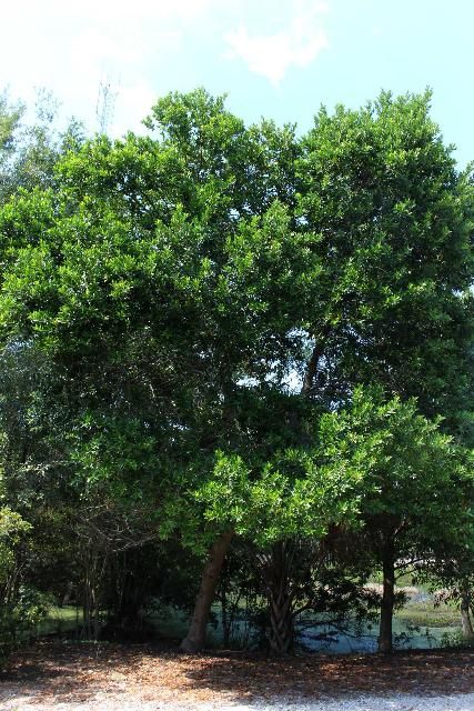 Figure 1. Full Form - Prunus caroliniana: cherry-laurel