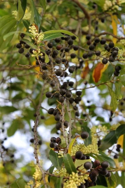 Figure 6. Fruit - Prunus caroliniana: cherry-laurel