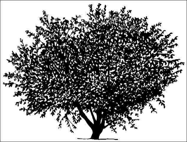 Figure 1. Middle-aged Prunus maackii: Amur Chokecherry