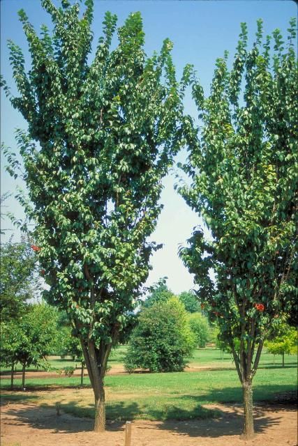 Figure 1. Middle-aged Prunus sargentii 'Columnaris': Columnar Sargent Cherry