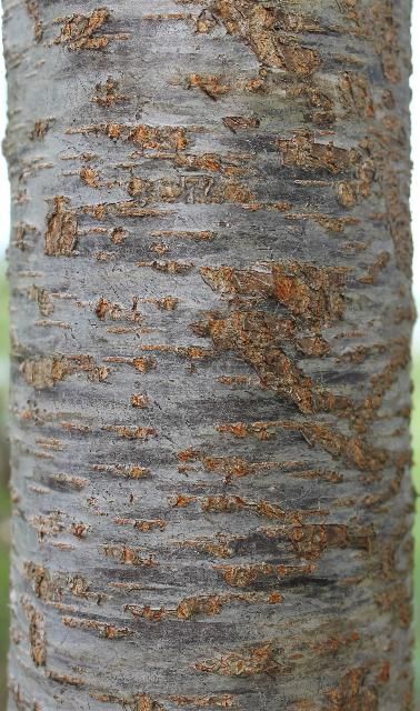 Figure 6. Bark, Young - Prunus serotina: black cherry