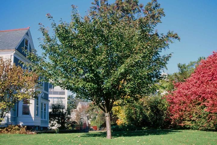 Figure 1. Middle-aged Prunus serrulata 'Kwanzan': Kwanzan Cherry