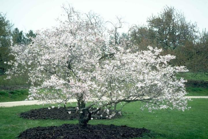 Figure 1. Middle-aged Prunus subhirtella 'Autumnalis': 'Autumnalis' Higan Cherry
