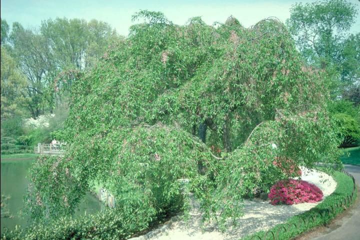 Figure 1. Mature Prunus subhirtella 'Pendula': Weeping Higan Cherry