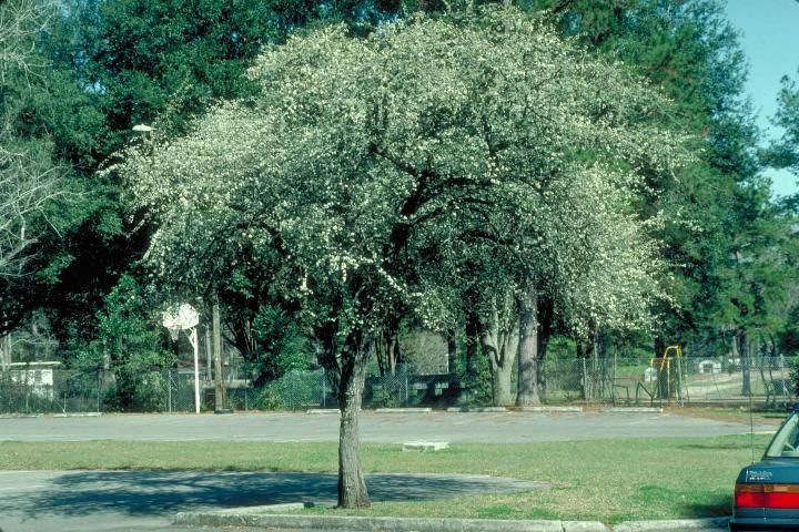 Figure 1. Mature Prunus umbellata: Flatwoods Plum