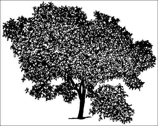Figure 1. Middle-aged Ptelea trifoliata 'Aurea': 'Aurea' Common Hoptree