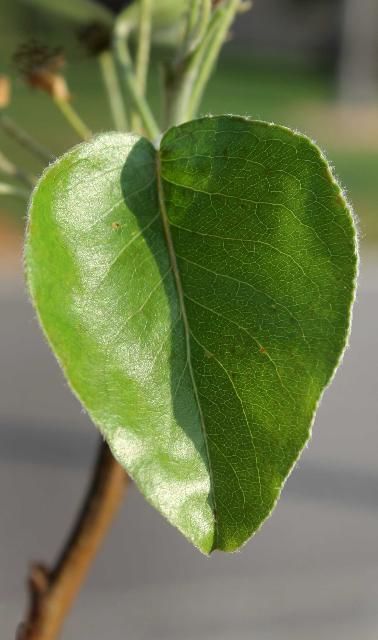Figure 3. Leaf - Pyrus calleryana: 'Bradford' Callery pear