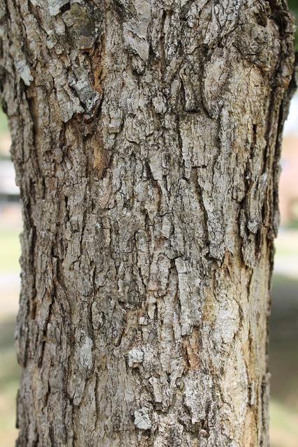 Figure 4. Bark—Quercus austrina: bluff oak