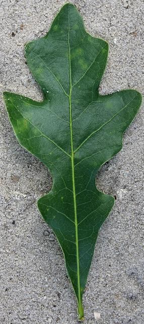 Figure 3. Leaf—Quercus austrina: bluff oak
