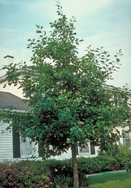 Figure 1. Mature Quercus bicolor: wwamp white oak