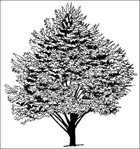 Figure 1. Middle-aged Quercus cerris: turkey oak