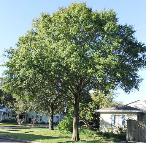 Figure 1. Full Form—Quercus laurifolia: Laurel oak