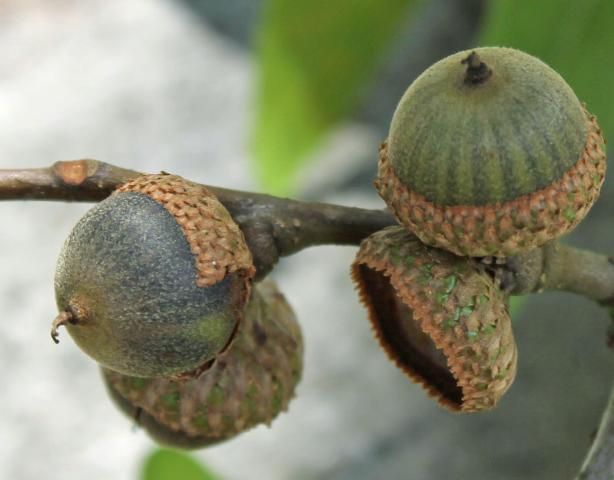 Figure 5. Fruit—Quercus laurifolia: Laurel oak