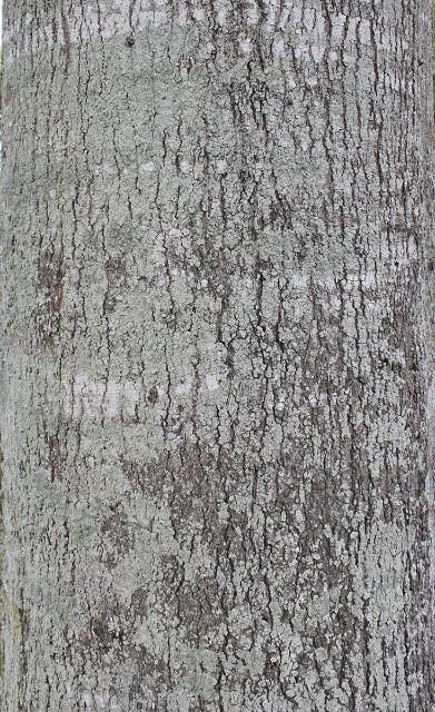 Figure 6. Bark—Quercus laurifolia: Laurel oak