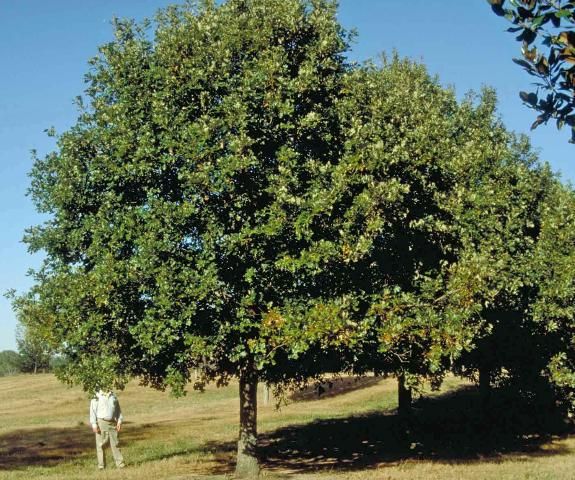 Figure 1. Middle-aged Quercus lyrata: overcup oak