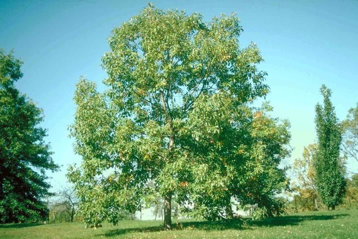 Figure 1. Middle-aged Quercus muehlenbergii: chinkapin oak