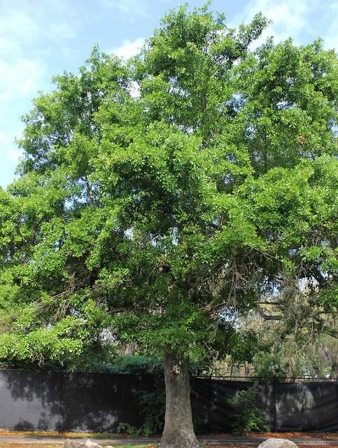 Figure 1. Full Form—Quercus nigra: water oak