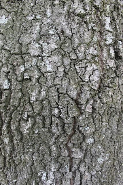 Figure 6. Bark—Quercus nigra: water oak