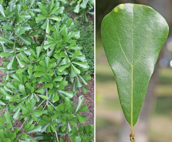 Figure 3. Leaf arrangement (left) and single leaf (right)—Quercus nigra: water oak