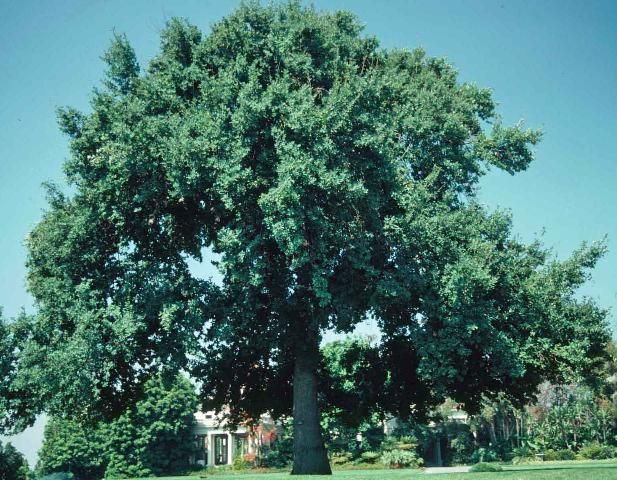 Figure 1. Mature Quercus robur: English oak