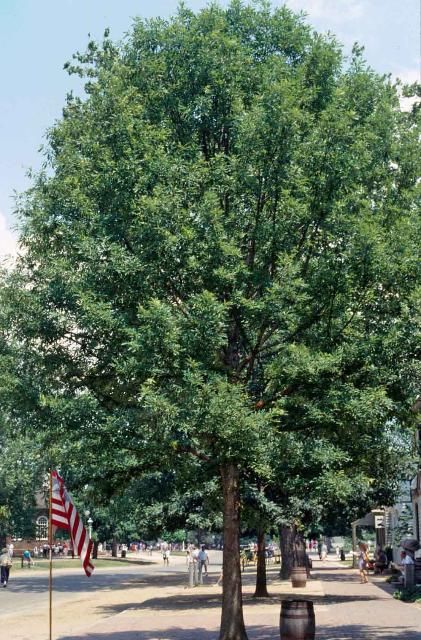 Figure 1. Mature Quercus rubra: northern red oak