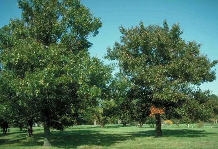 Figure 1. Middle-aged Quercus texana: Texas red oak