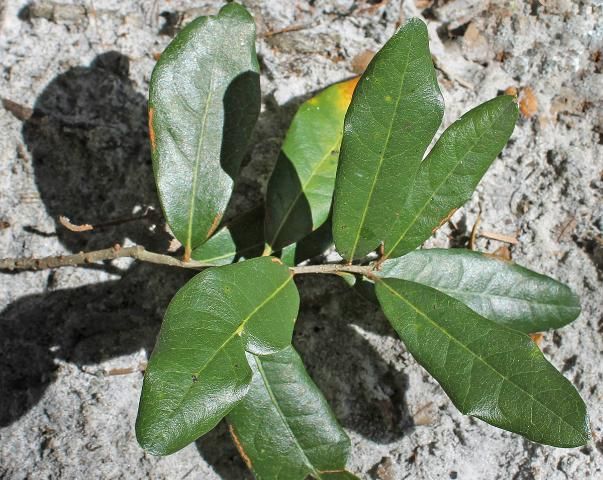 Figure 3. Leaf—Quercus virginiana: southern live oak