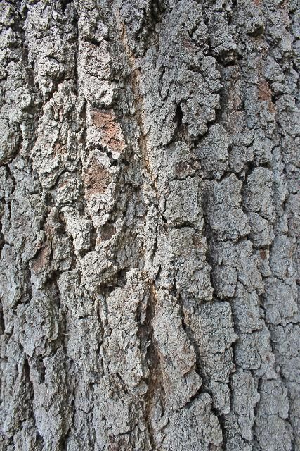 Figure 6. Bark—Quercus virginiana: southern live oak
