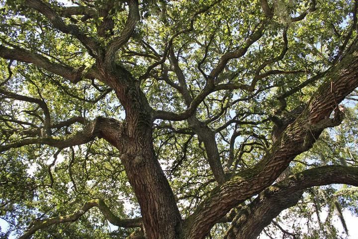 Figure 4. Canopy—Quercus virginiana: southern live oak