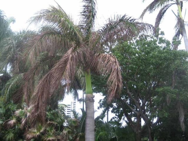 Royal Palm Roystonea regia 10 Seeds – R&B Floridaseeds