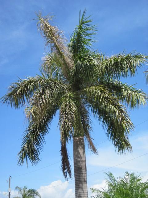 Figure 7. Royal palm bug damage