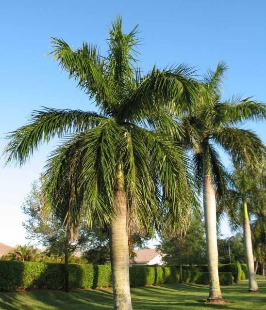 Caribbean Royal Palm Tree - Roystonea regia - THE OUTDOOR CIRCLE
