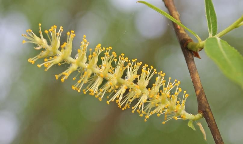 Figure 3. Flower—Salix babylonica.: weeping willow