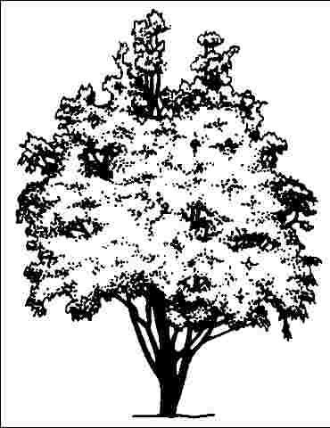 Figure 1. Middle-aged Salix matsudana 'Tortuosa': corkscrew willow