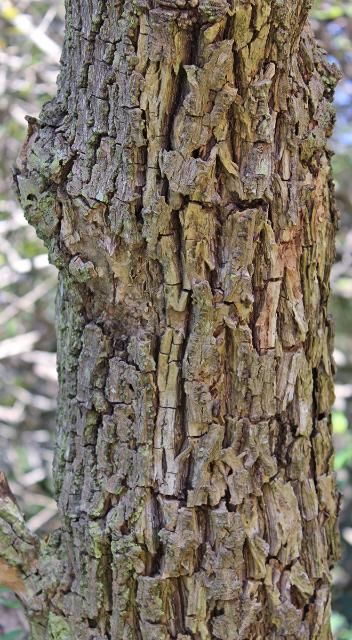 Figure 6. Bark—Sambucus nigra ssp. canadensis: elderberry