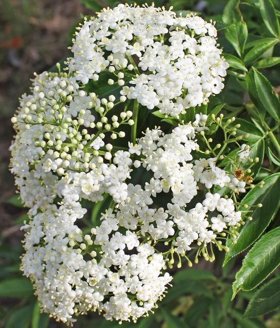 Figure 4. Flower—Sambucus nigra ssp. canadensis: elderberry