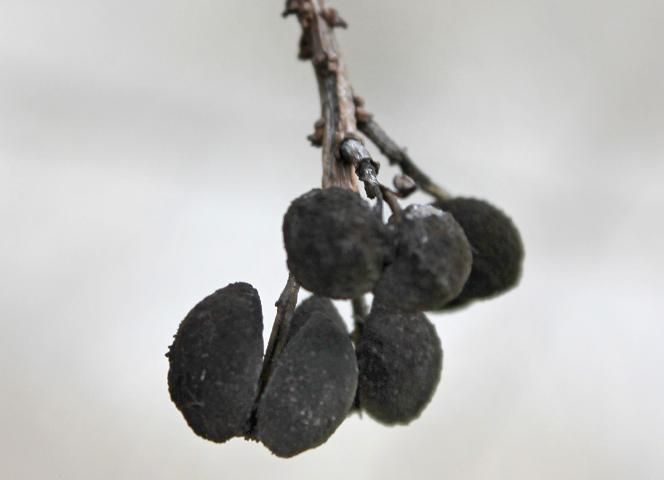 Figure 5. Fruit—Triadica sebifera: Chinese tallow tree