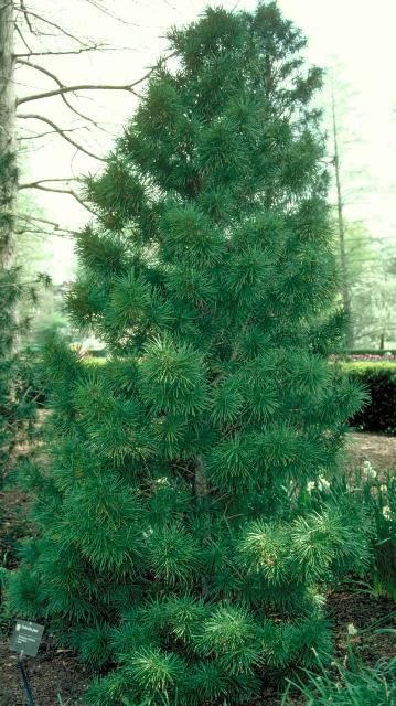 Figure 1. Mature Sciadopitys verticillata: Japanese umbrella-pine