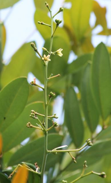 Figure 5. Flower - Simarouba glauca: paradise-tree